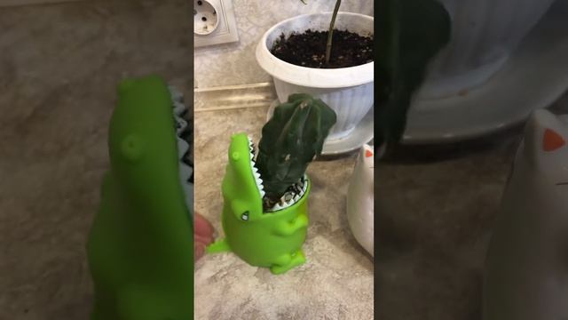 Пересадила кактусы в новые горшочки? смотреть онлайн