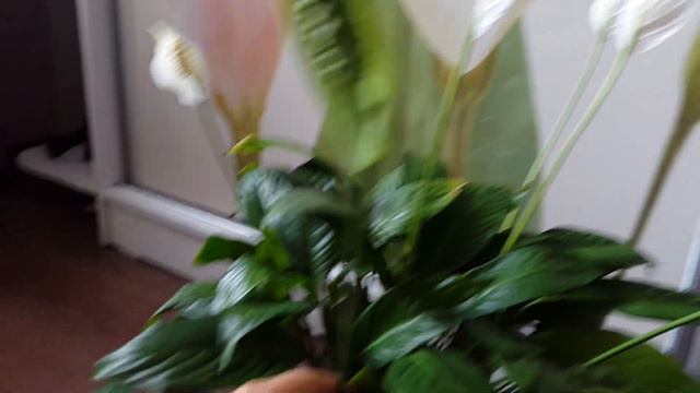 Спатифиллум (женское счастье) гулу смотреть онлайн