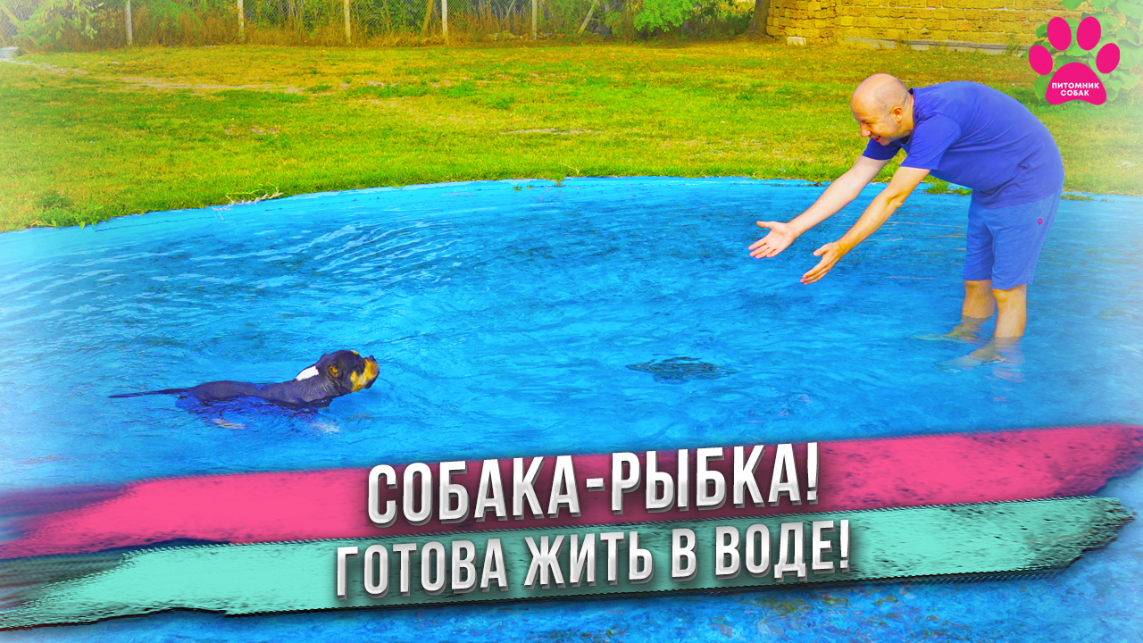 СОБАКА думает, что она РЫБКА! Не хочет уходить из бассейна. Только за уши можно забрать из воды! смотреть онлайн