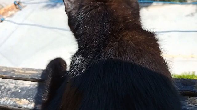 Кошка просится на прогулку, любит дышать свежим воздухом. Как гуляем с непривитой молодой кошечкой. смотреть онлайн