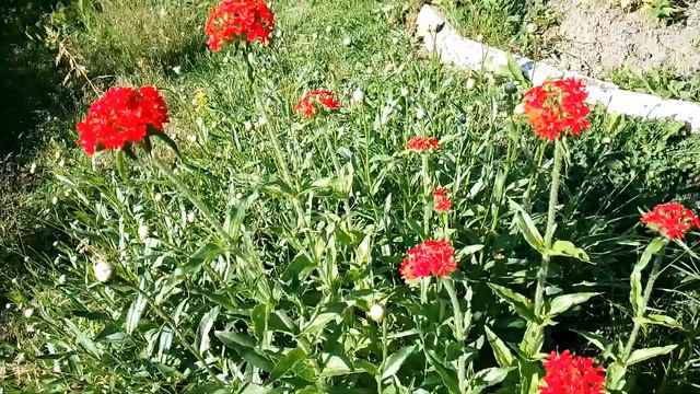Несчастья. Фомоз у флоксов. Не умею выращивать георгины. Все печально. смотреть онлайн