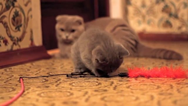 Продам котёнка в Мурманске 70 08 74 смотреть онлайн