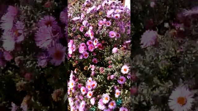 Цветы.Ветер. Светловодск смотреть онлайн
