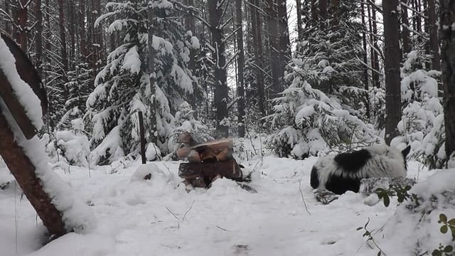 Один В ЗИМНЕМ ЛЕСУ! Готовим и работаем. Землянка под снегом! Winter forest смотреть онлайн