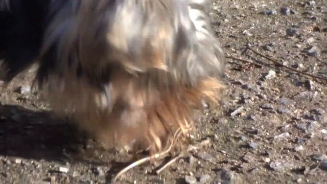 The Lizard and Daddy Dog Star - Sad End - Sony DSC-WX220 - MAH00303 смотреть онлайн