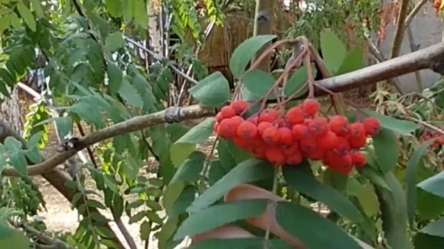 осенние поделки идеи для школы и садика лепим с детьми лепим из пластилина природные материалы смотреть онлайн