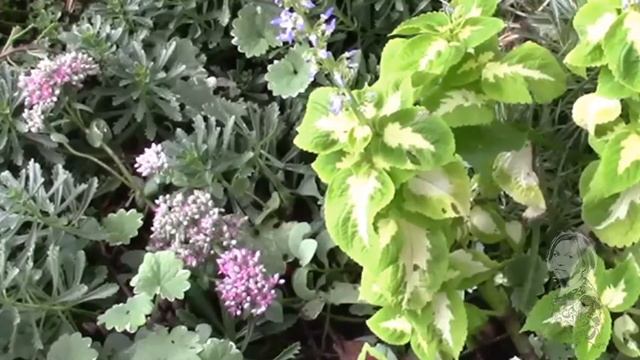 КОЛЕУСЫ ПЕРЕЕЗЖАЮТ В ДОМ!