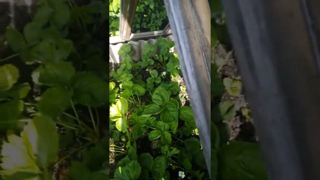 Как правильно собирать клубнику смотреть онлайн