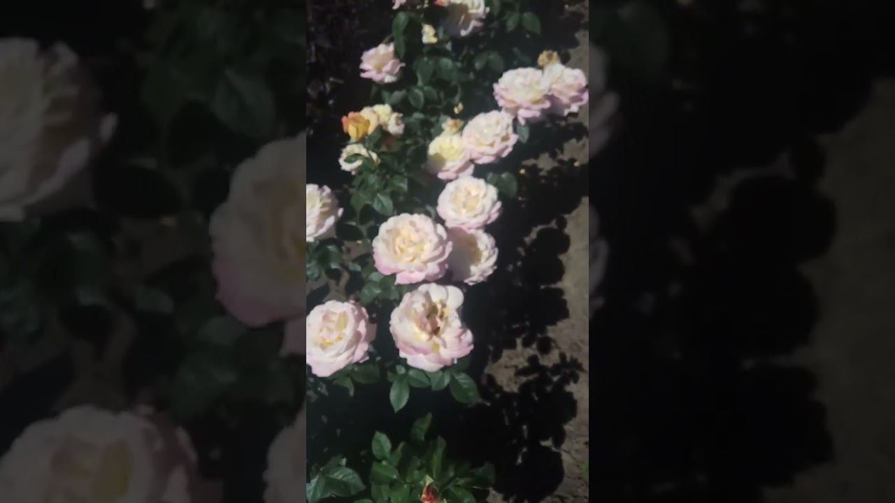 Глория Дей и Восточный Экспресс. rosebushes.ru смотреть онлайн