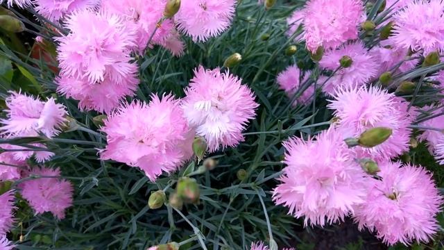 Гвоздика Садовая Отличное Решение для Дачной Клумбы смотреть онлайн