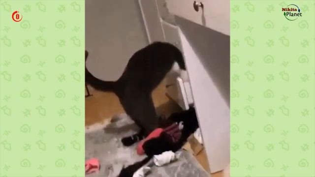 Куда делся второй носок . Afarity cat смотреть онлайн