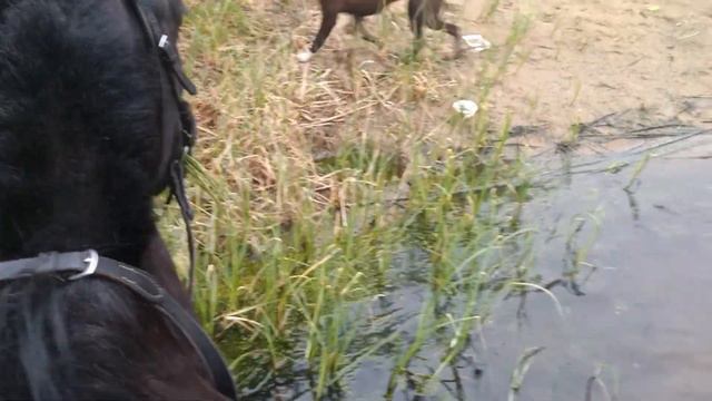 Лошадь ушла в воду.... смотреть онлайн