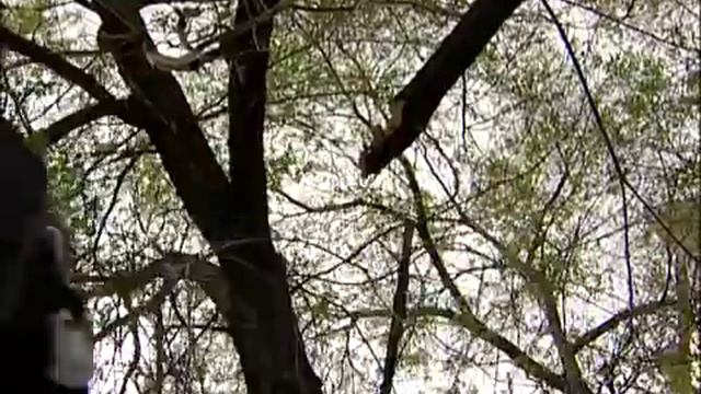 Сильный ветер превратил Абакан в помойку смотреть онлайн