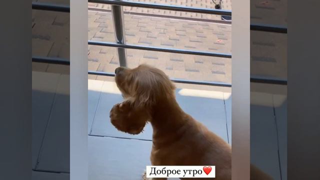 Сандра Мантика - Уехала на море. Нашествие божьих коровок смотреть онлайн