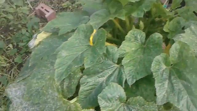 Рецепты домашних десертов