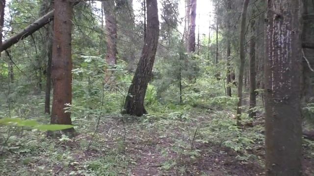 Нашествие Белых грибов продолжается! Часть 2. Дождей нет а грибы растут и хорошо растут! смотреть онлайн
