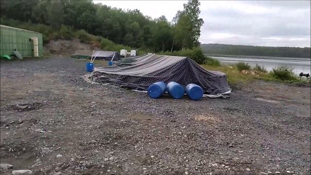 Как выращивают форель в Карелии!? Питомник "Кедрозеро" отсюда начиналось форелеводство в Карелии смотреть онлайн