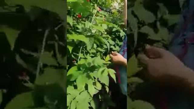 Боже вот это дача. Милая моя тетушка дай Бог тебе здоровья и долгих лет жизни смотреть онлайн