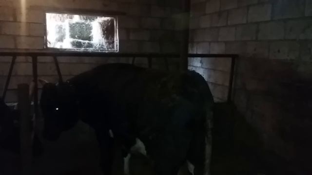 (35) замер быка перед забоем смотреть онлайн