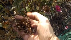 ЦИНИЯ ОТЦВЕЛА.СОБИРАЕМ СЕМЕНА.