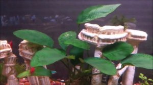 Ксенококус - как избавиться от зеленых точек на листьях и стенках в аквариуме