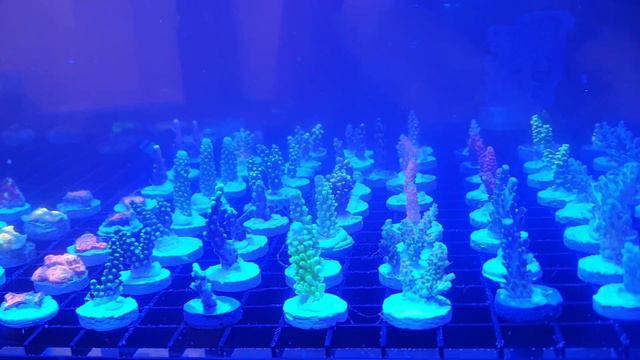 ME INVITARON A LA EXPO "ADICTOS AL ARRECIFE 2020" смотреть онлайн