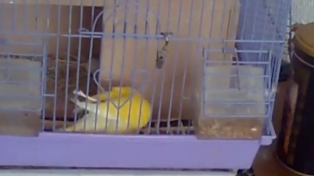 накладной хвост смотреть онлайн
