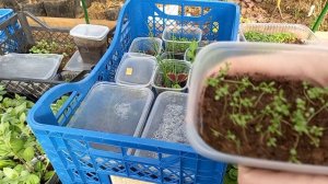 МНОГОЛЕТНИЕ РАСТЕНИЯ ИЗ СЕМЯН.  Какие цветы, кустарники мы можем вырастить без стратификации #цветы