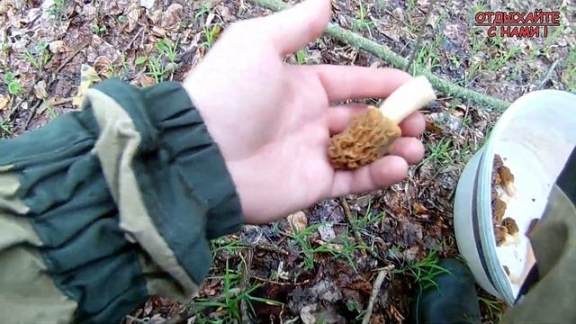 Тихая охота. Весенняя прогулка по лесу в поисках сморчков.  8 мая 2021 г.