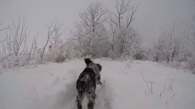 Весёлые пёсики смотреть онлайн