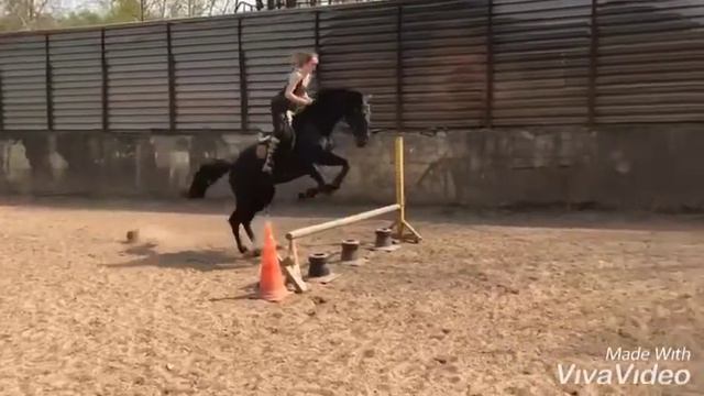 Голштинский жеребец Камаро 2015гр, 168вх