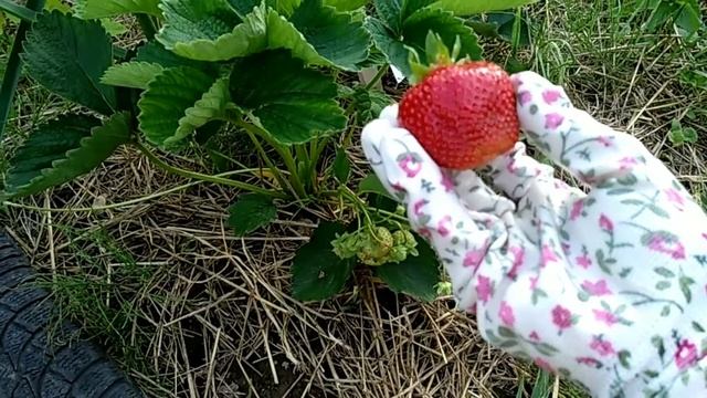 ДАЛИ / Dahli - ультраранний сорт клубники из Италии. смотреть онлайн