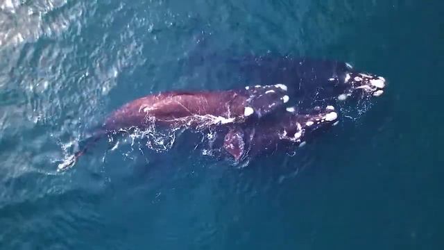 Whale and Temple bell sounds смотреть онлайн