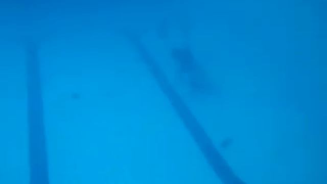 Соревнования в бассейне смотреть онлайн