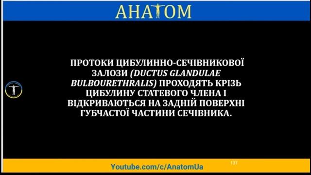 ЧОЛОВІЧА СТАТЕВА СИCТЕМА смотреть онлайн
