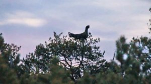 Охота на глухаря весной. Подход к токующему глухарю. Видео трофей.