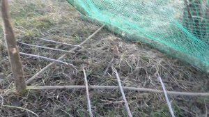 Поймал фазана на новую ловушку! Ловушка на фазана из пластиковой сетки. Как поймать фазана? ТОПОхот