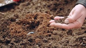 Посадка кабачков семенами в открытый грунт