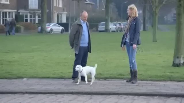 Volkswagen Dog Commercial 2013 смотреть онлайн