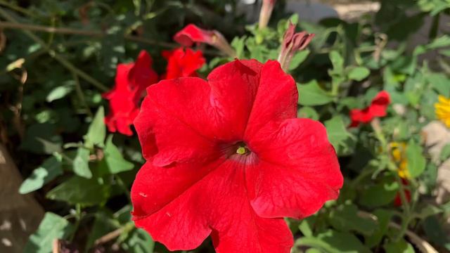 #Димаш Құдайберген және менің гүлдерім. Ән #Знай #Димаш и мои #цветы #Dimash and my #flowers. #Kno смотреть онлайн