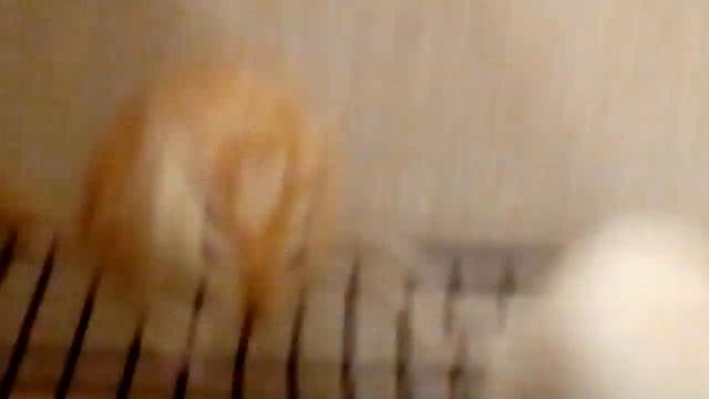 Мои песчанки 😍 смотреть онлайн