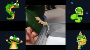 Песня - Я хорошая змея. Я ползу шуршу в траве.