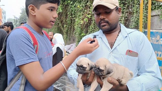 Sunday Broadway Pets Market | Garantee Puppies in Sunday Pet Market Mannadi | Low Price Puppies смотреть онлайн