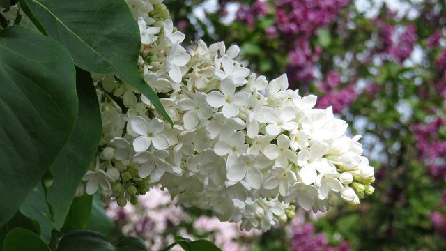 National Botanical Garden 1 смотреть онлайн