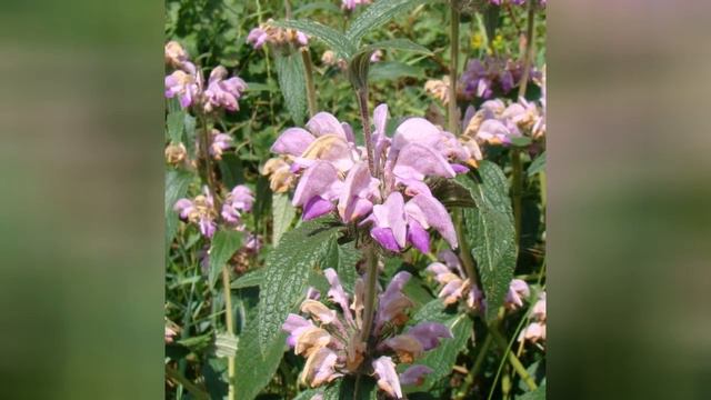 ЗОПНИК (PHLOMIS) сем. Губоцветные (Яснотковые) смотреть онлайн