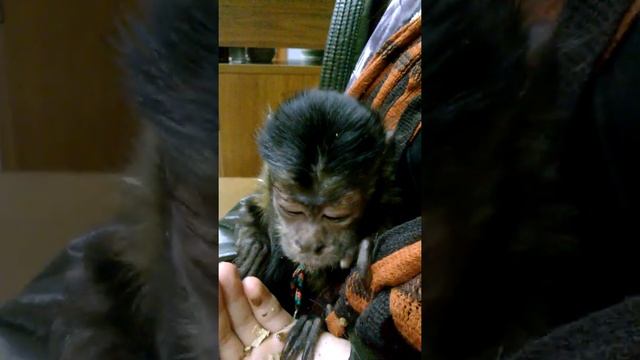 Маленький капуцин привыкает к людям смотреть онлайн