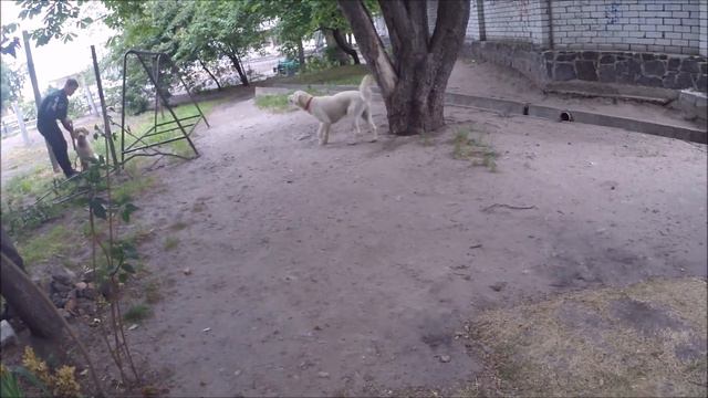 Голден Ретривер атакует Амстаффа/Golden Attacks Staff (GoProHero3+)