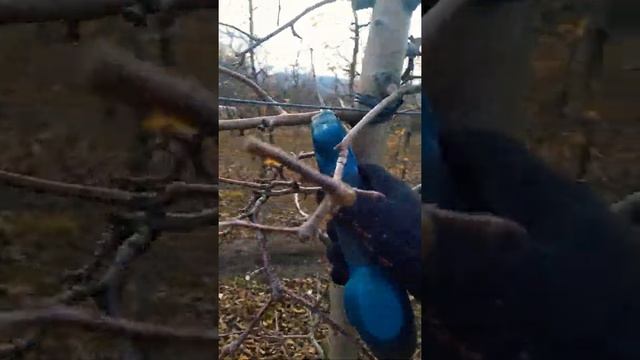 bosch professional pro pruner смотреть онлайн