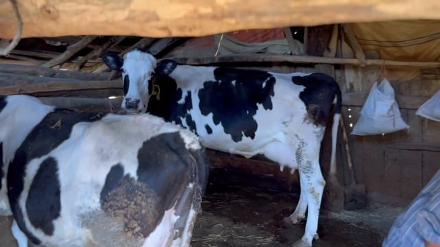 Milking a cow by hand - Local bread in the village and giving fodder to cows смотреть онлайн