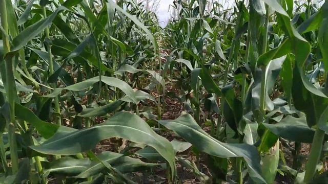 10.08.2021. Кукуруза! Состояние перед уборкой! смотреть онлайн